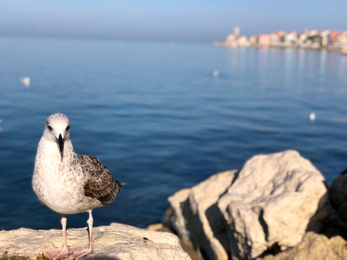 Apartment Modrin Piran Dış mekan fotoğraf